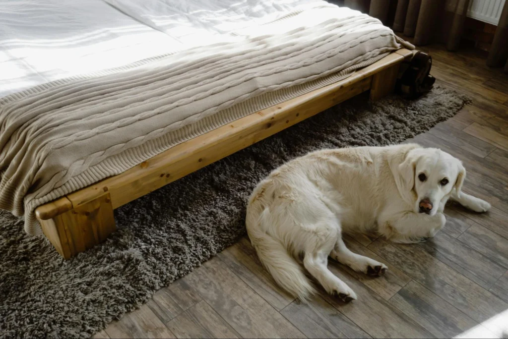 best flooring for living room with pets