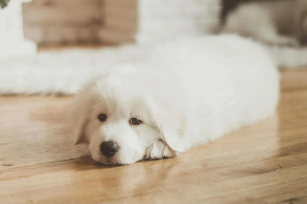 best flooring for living room with dogs
