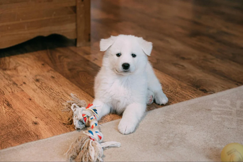what is the best flooring for pets