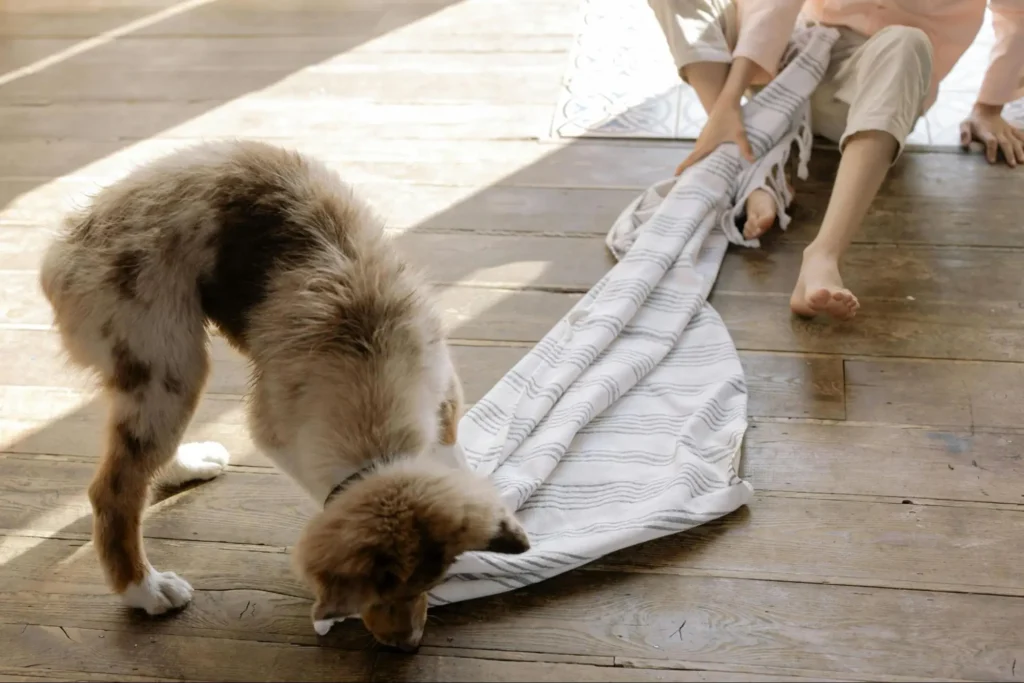 what is the best flooring for dogs who pee