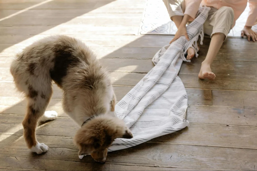 best flooring for animal shelters