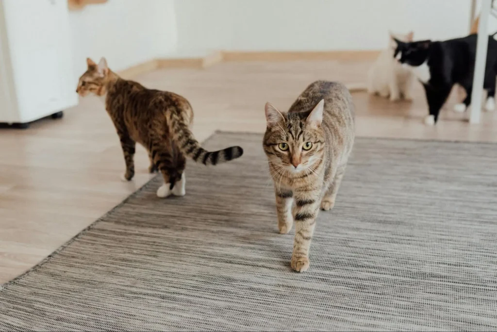 best flooring for cats that pee