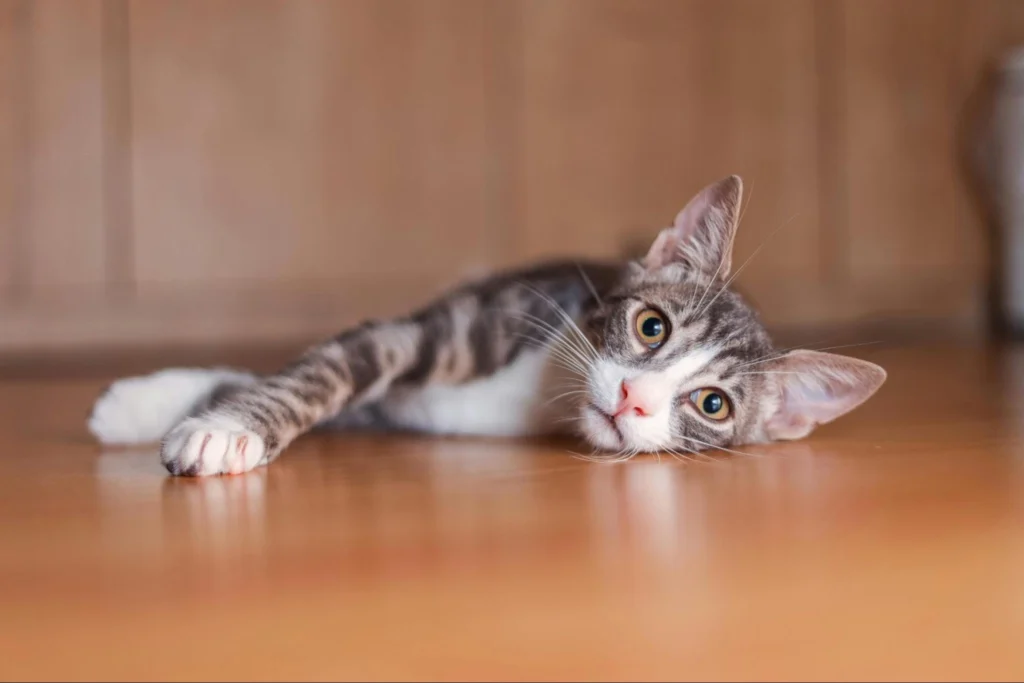 best flooring for animal shelters