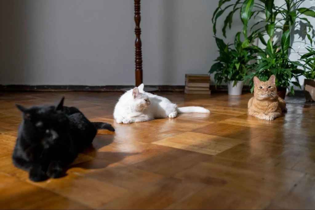 best flooring for animal shelters